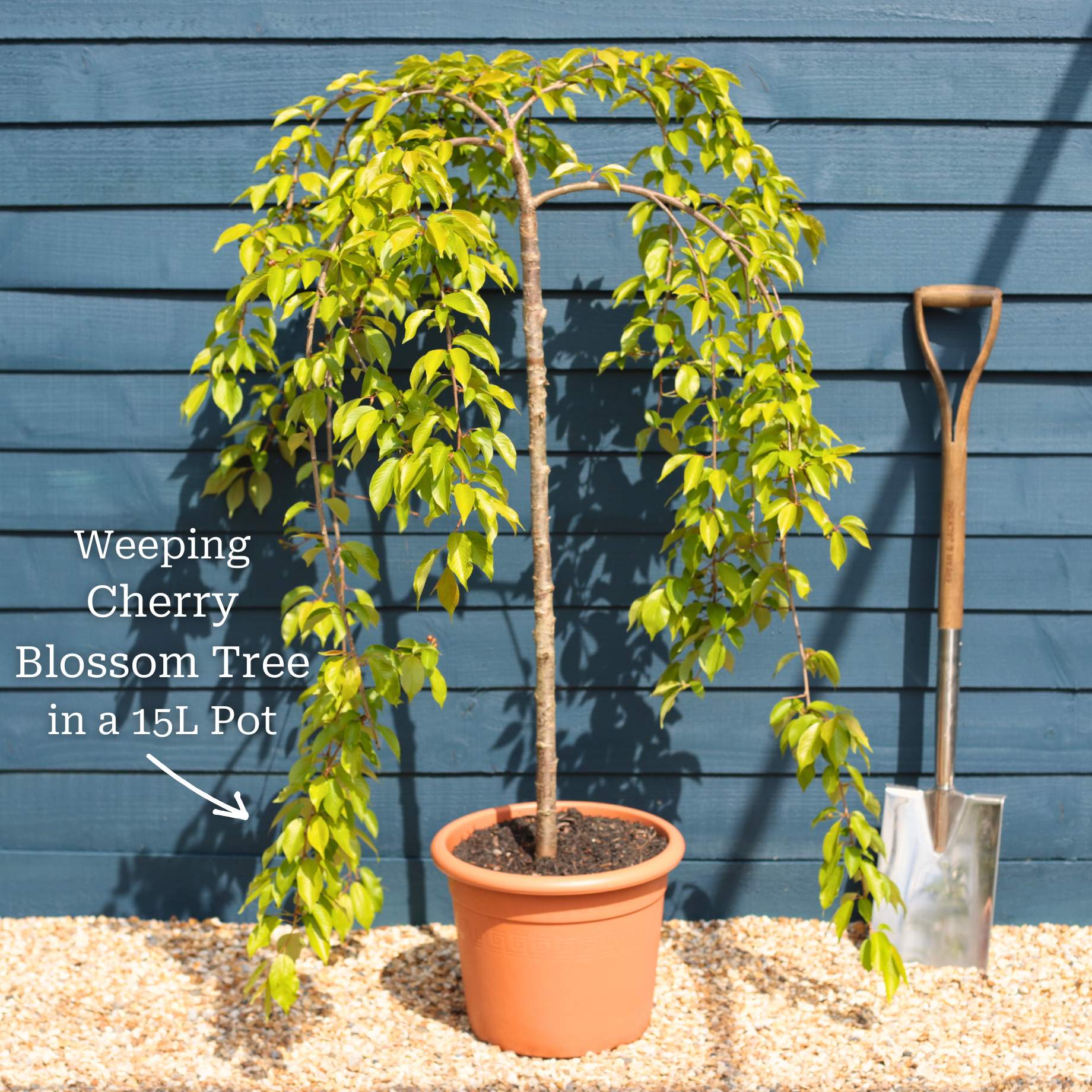 Dwarf Weeping Yoshino Cherry | Prunus yedoensis 'Ivensii' - Image 6