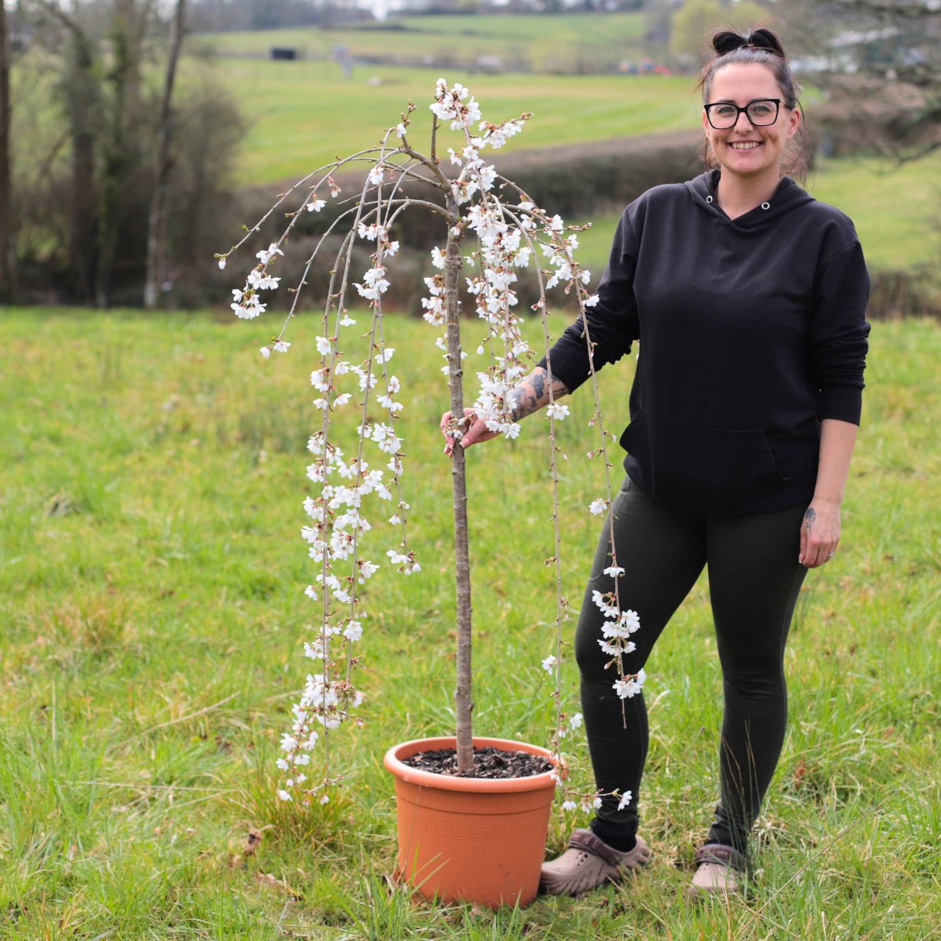 Dwarf White Weeping Cherry Blossom Tree | Prunus 'Snow Showers'