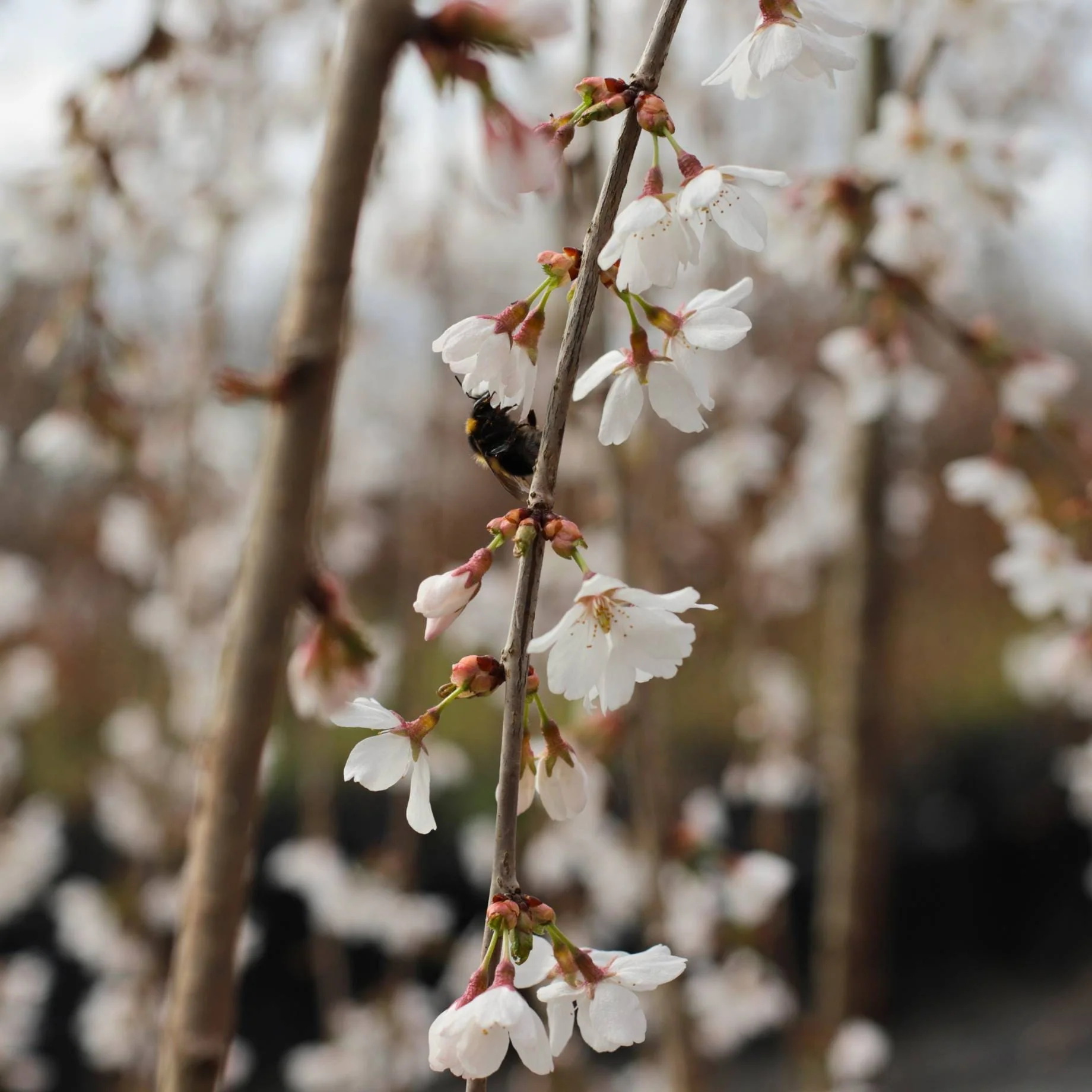 Dwarf White Weeping Cherry Blossom Tree | Prunus 'Snow Showers' - Image 2