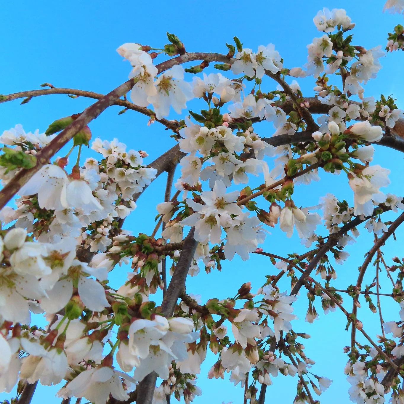 Dwarf White Weeping Cherry Blossom Tree | Prunus 'Snow Showers' - Image 3