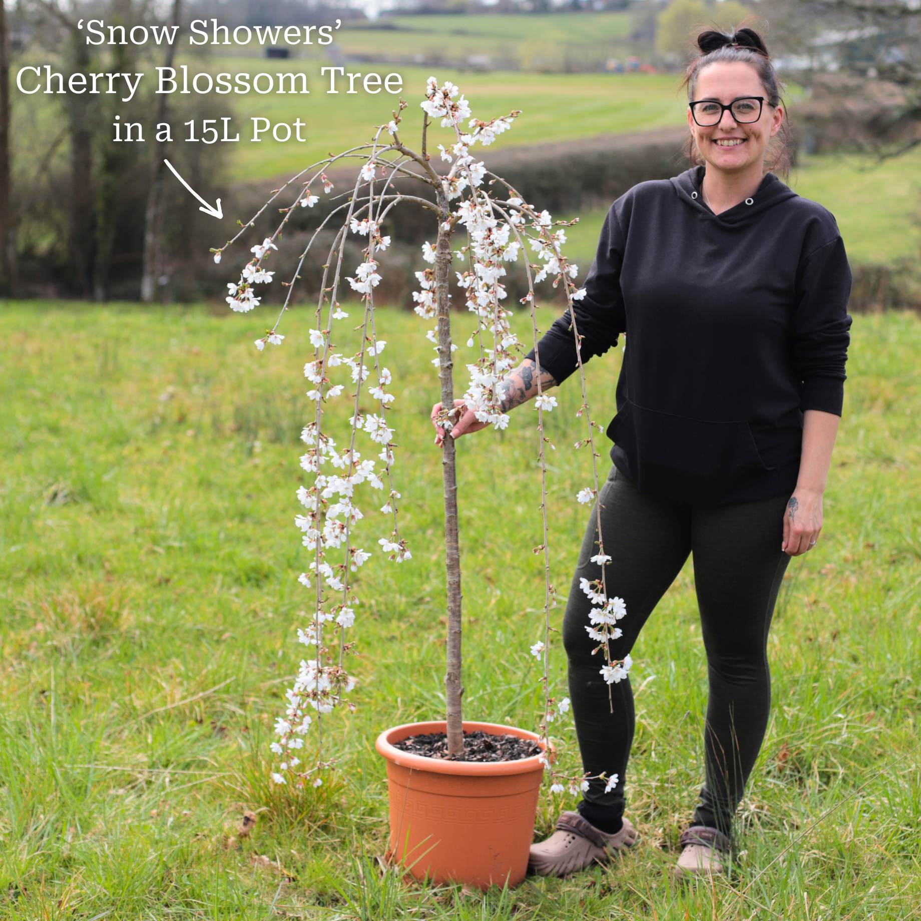 Dwarf White Weeping Cherry Blossom Tree | Prunus 'Snow Showers' - Image 5
