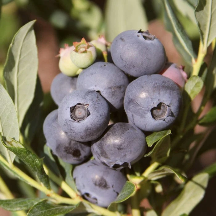 'Earliblue' Blueberry Bush - Image 2