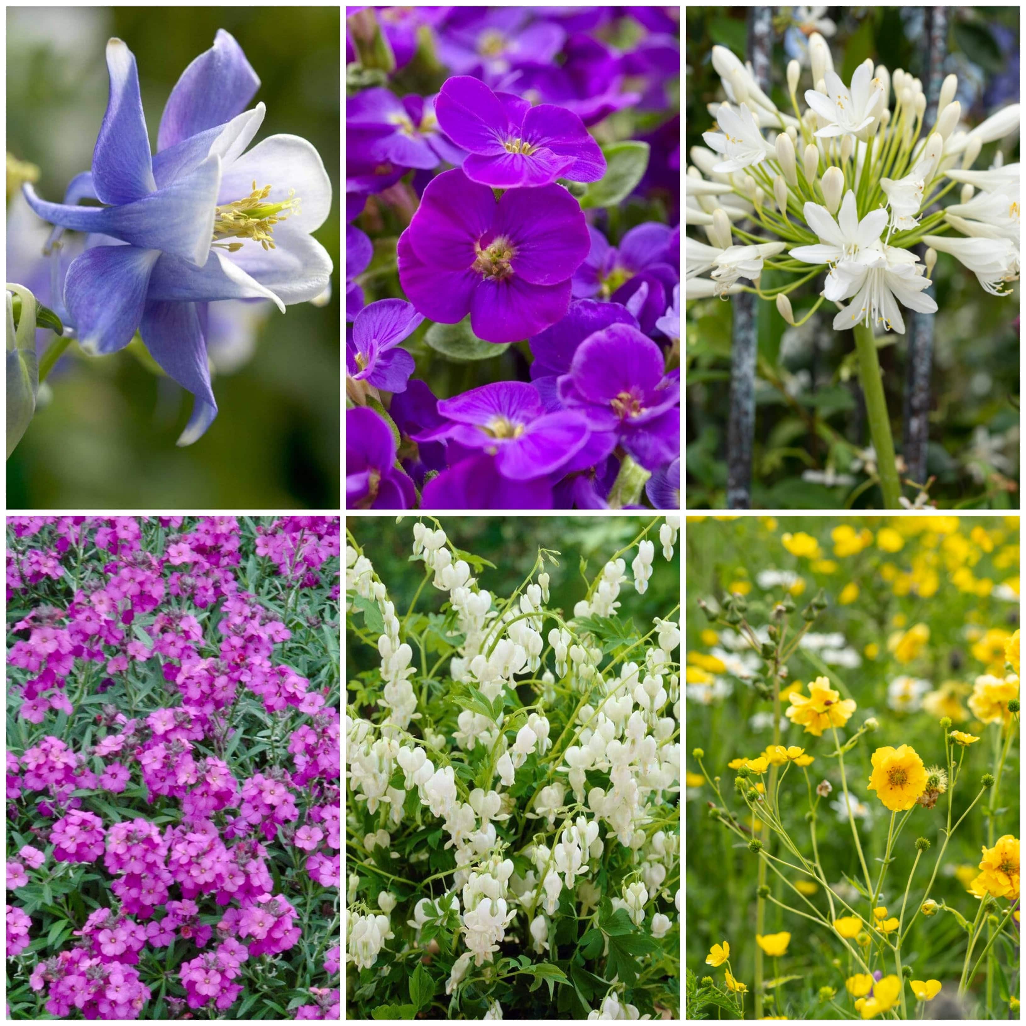 Early Flowering Perennial Collection