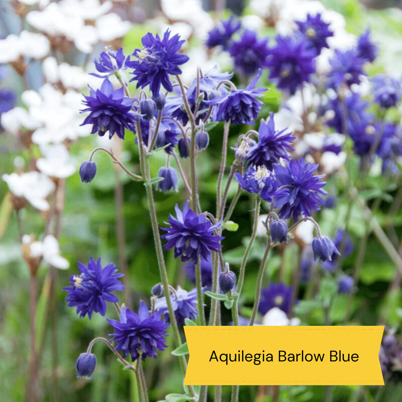 Early Flowering Perennial Collection - Image 10