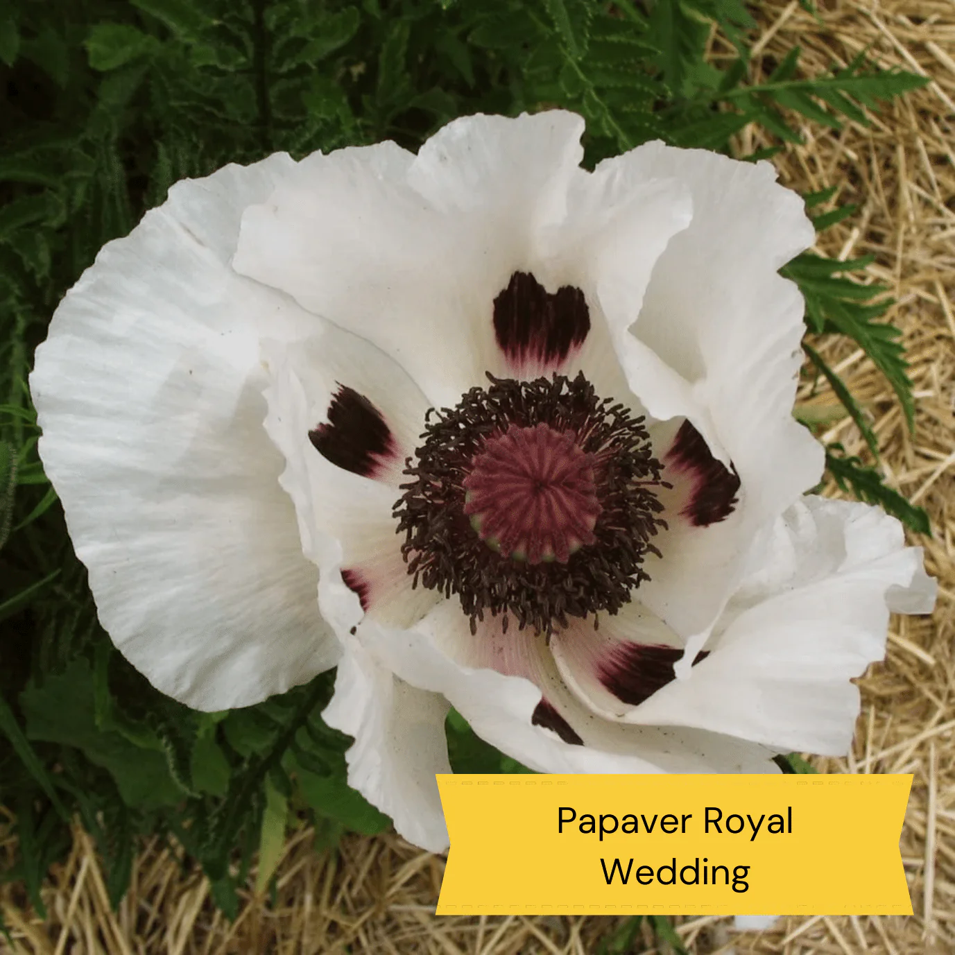 Early Flowering Perennial Collection - Image 11