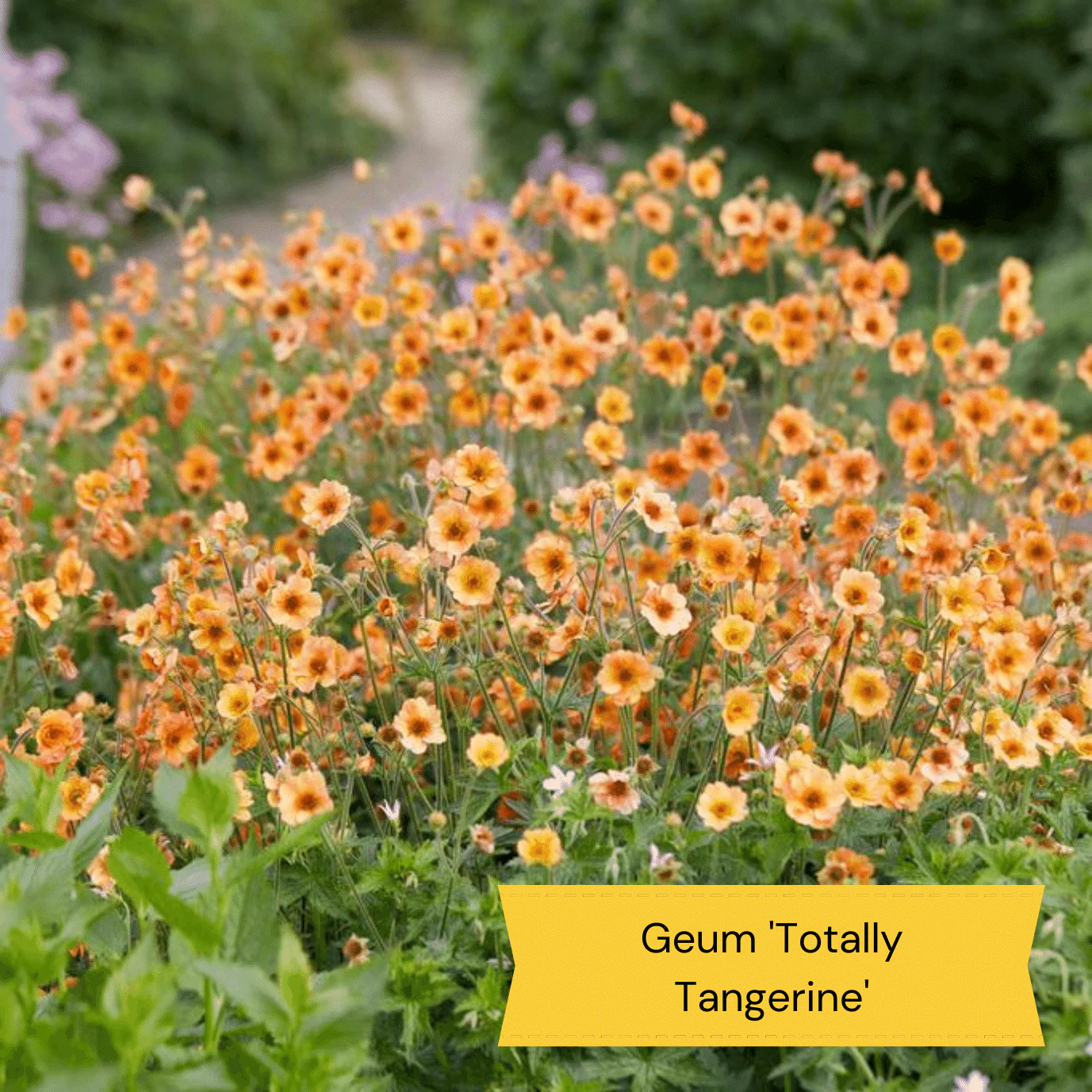 Early Flowering Perennial Collection - Image 3