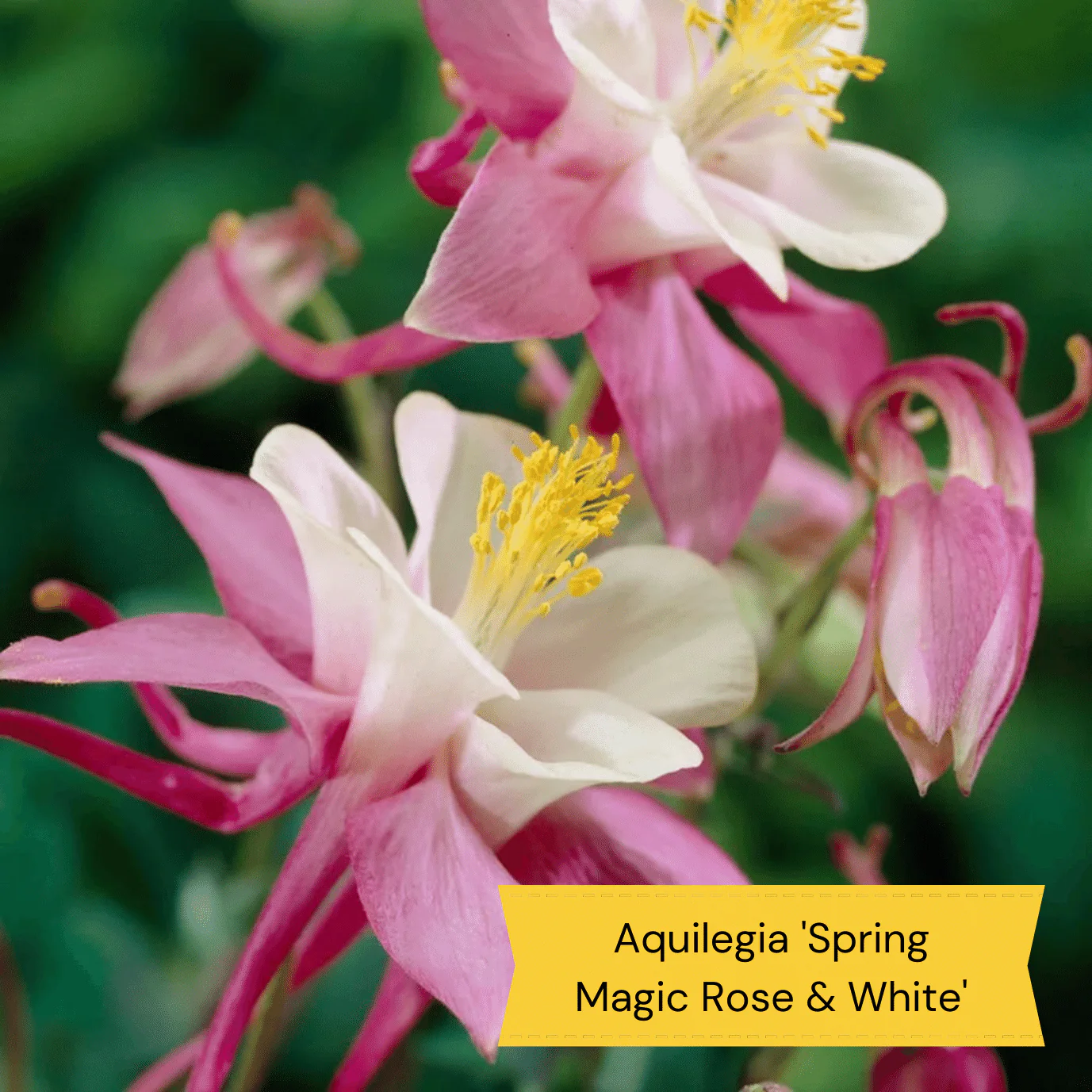 Early Flowering Perennial Collection - Image 9