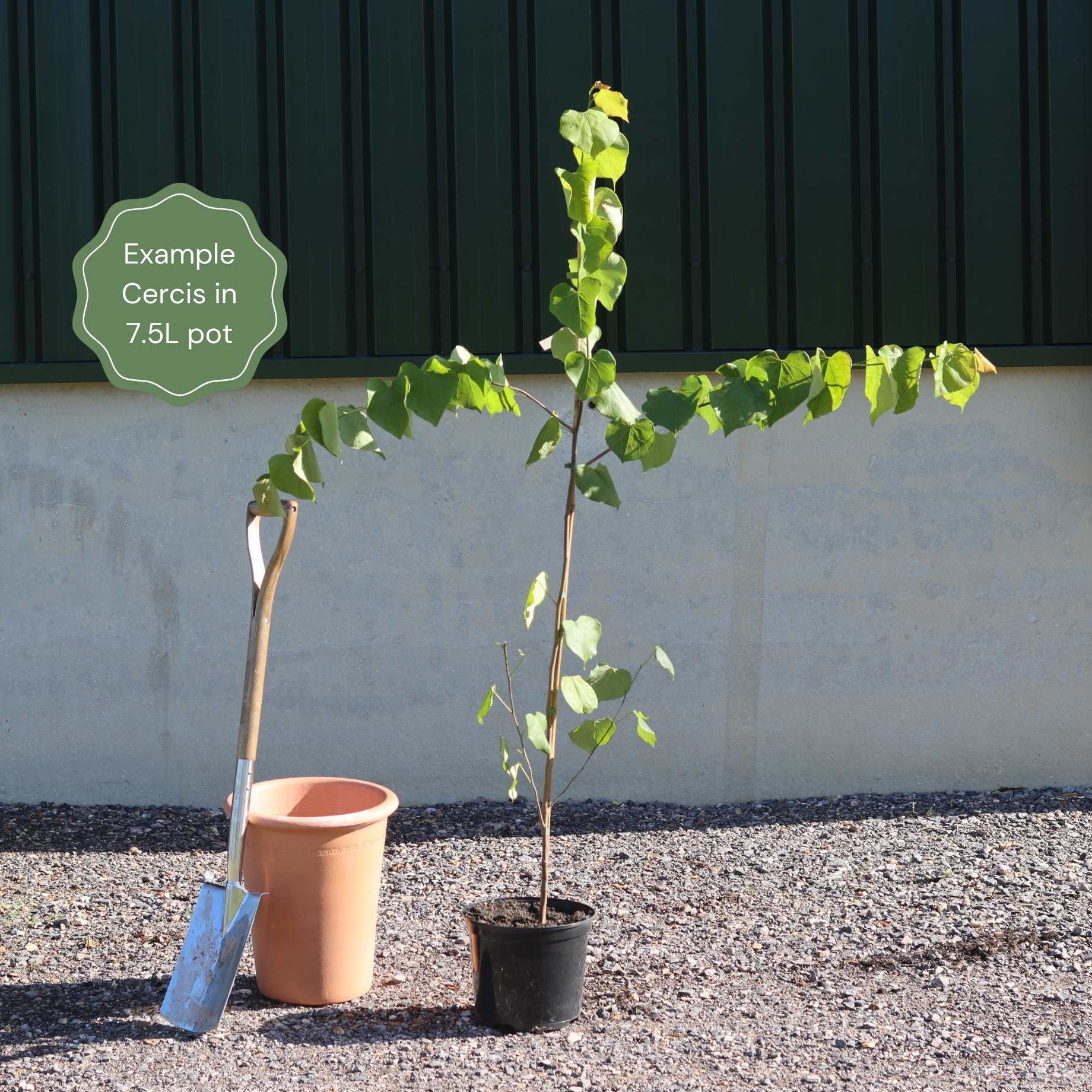Eastern Redbud Tree | Cercis canadensis - Image 3
