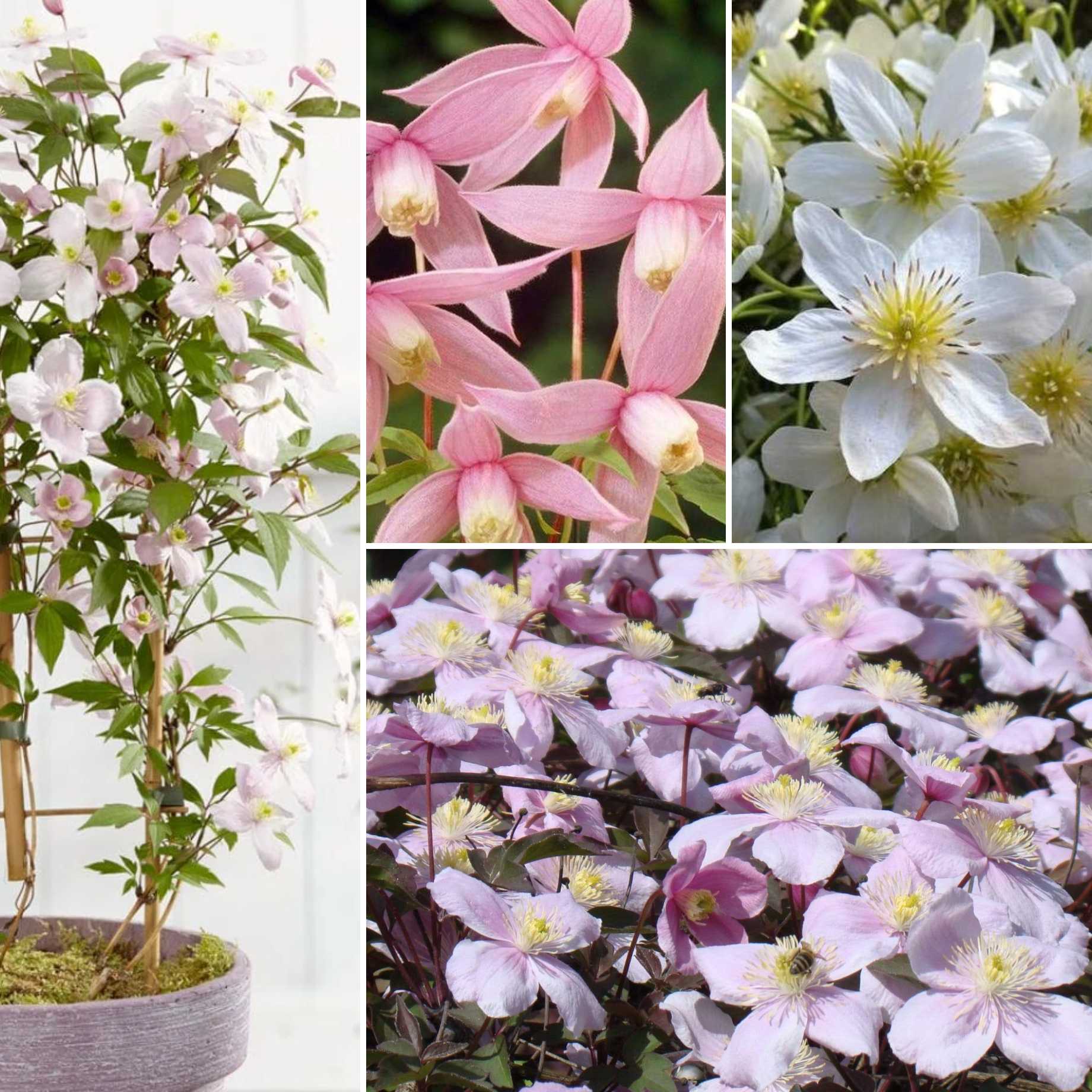 Easy Clematis Collection | No Pruning Needed