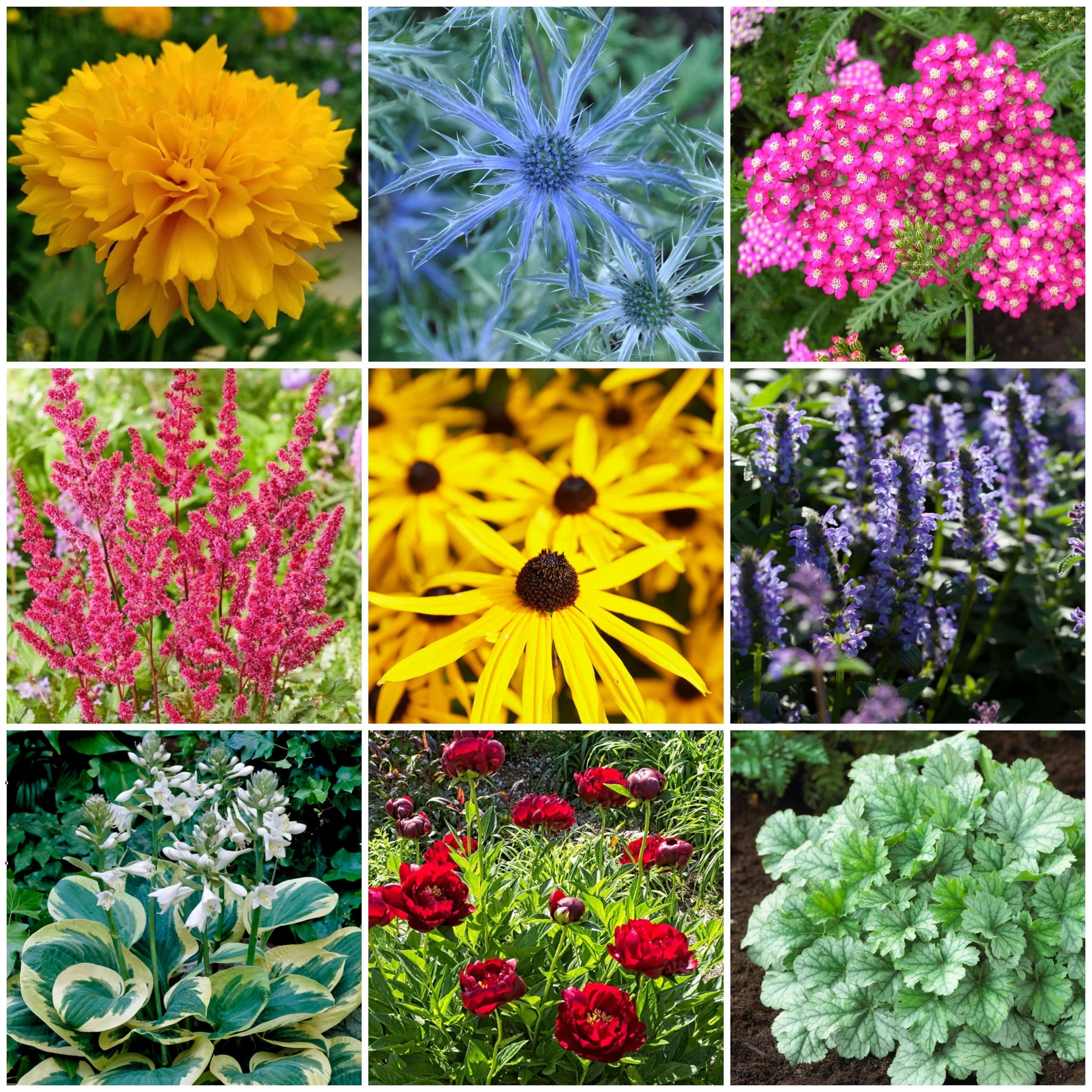 Easy to Grow Plants | Low Maintenance, Big on Colour