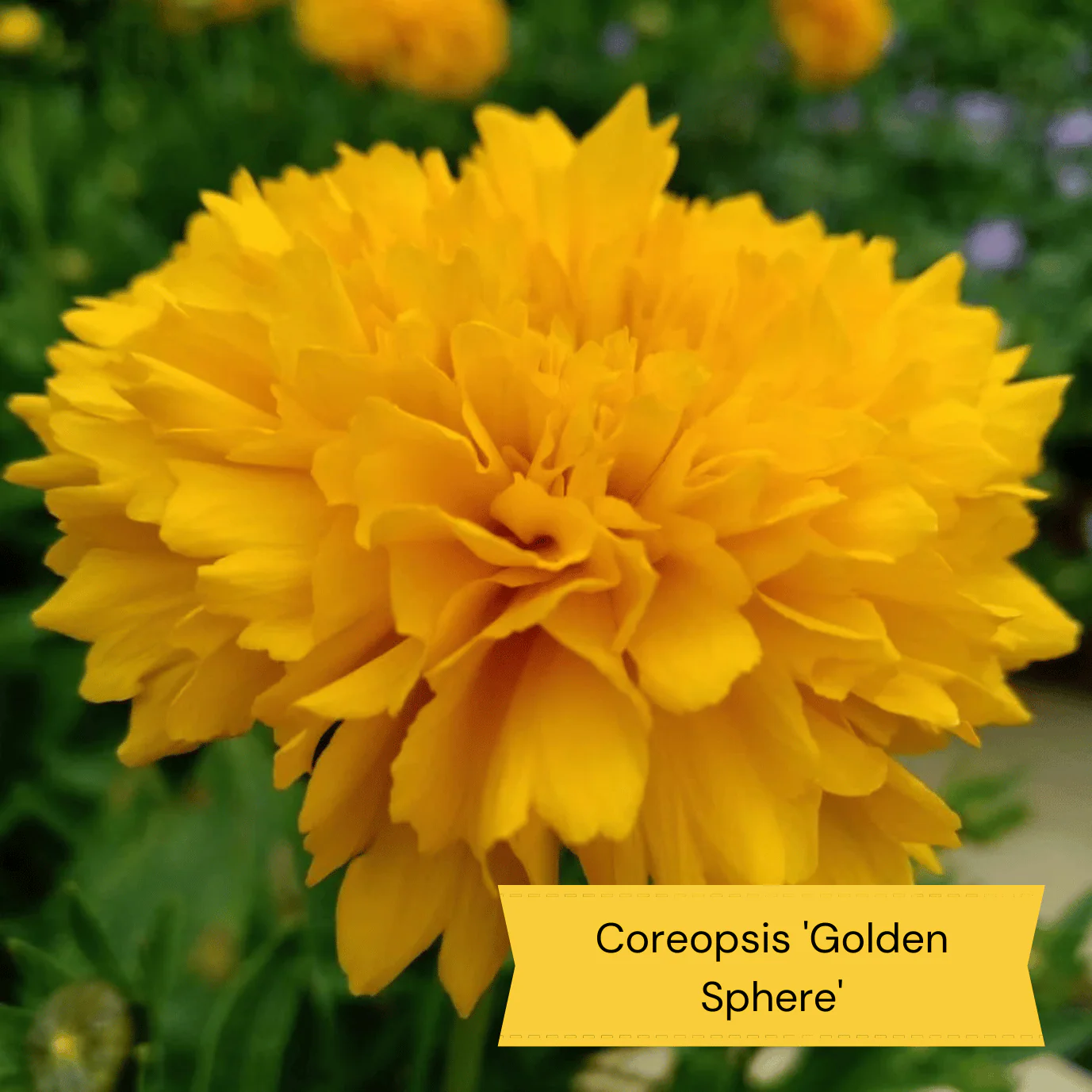 Easy to Grow Plants | Low Maintenance, Big on Colour - Image 10