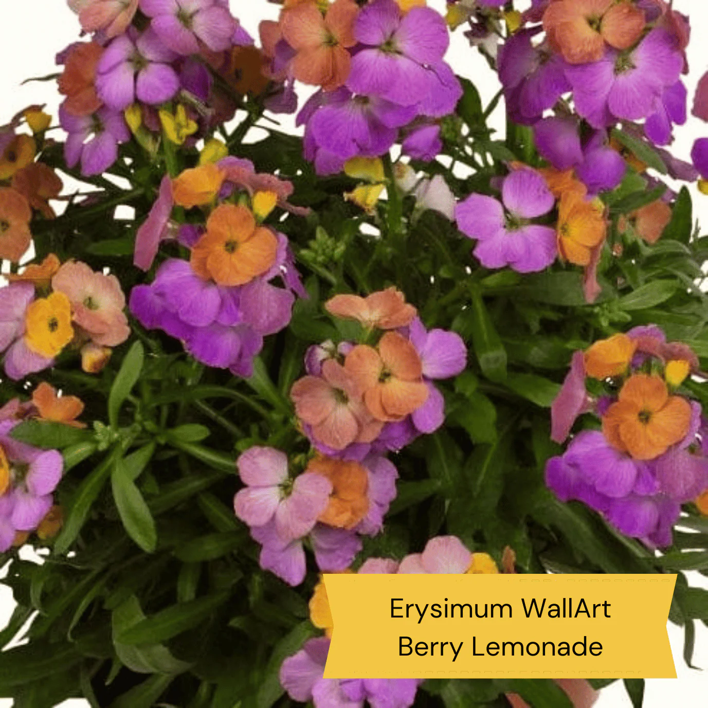 Easy to Grow Plants | Low Maintenance, Big on Colour - Image 12