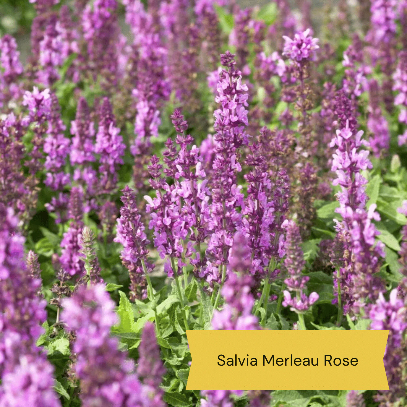 Easy to Grow Plants | Low Maintenance, Big on Colour - Image 2