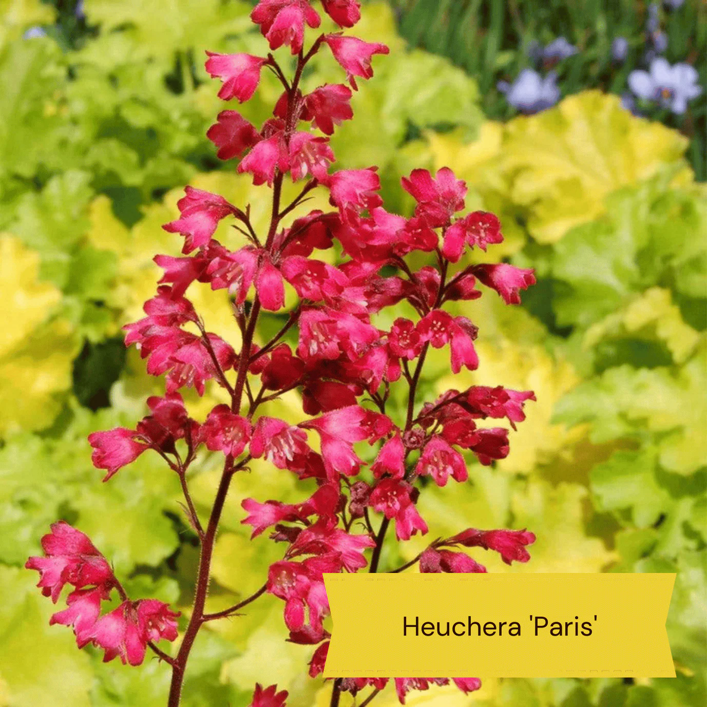 Easy to Grow Plants | Low Maintenance, Big on Colour - Image 4