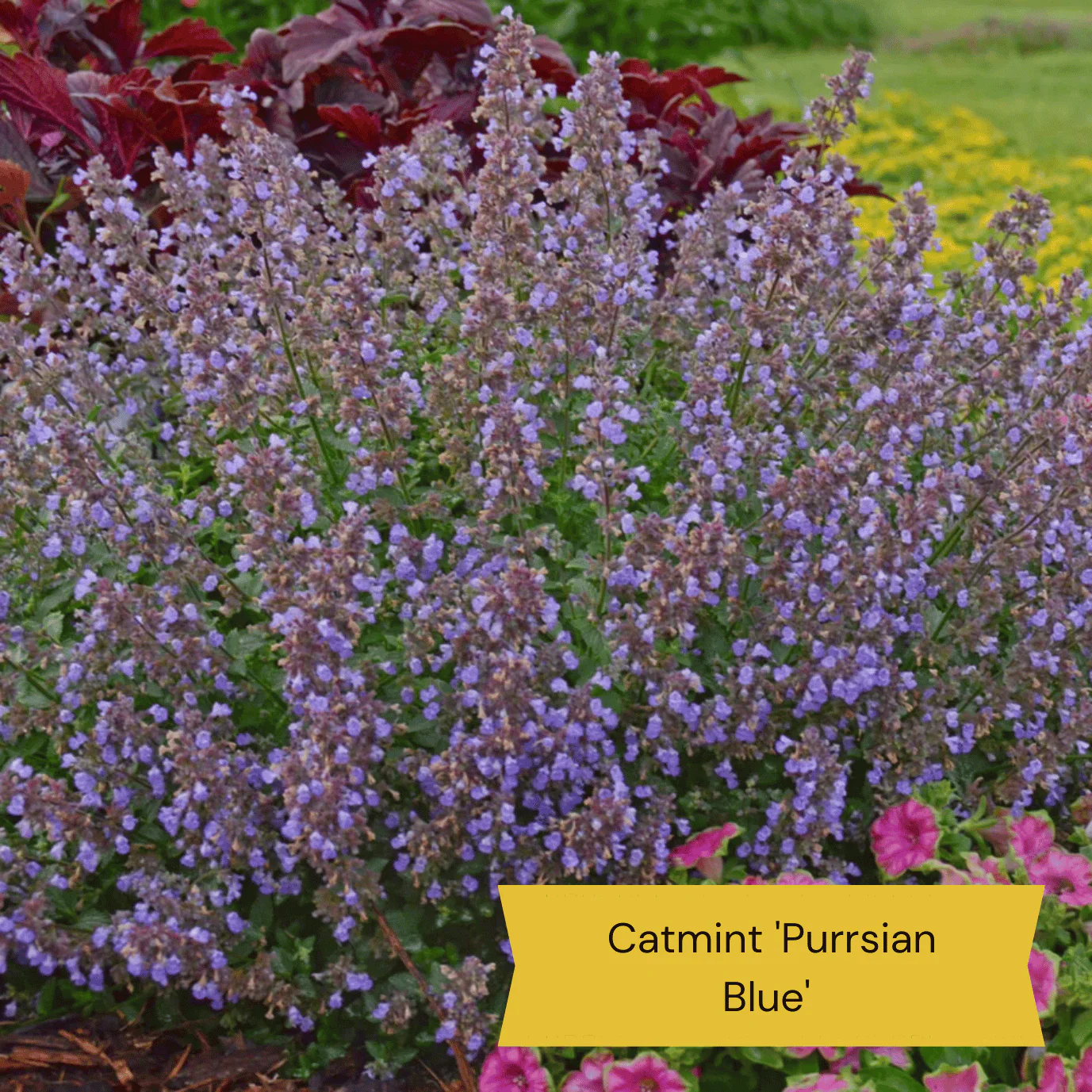 Easy to Grow Plants | Low Maintenance, Big on Colour - Image 6