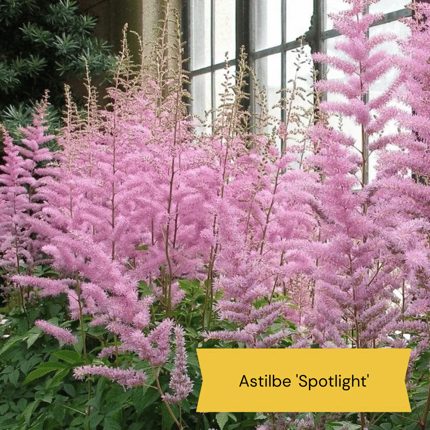 Easy to Grow Plants | Low Maintenance, Big on Colour - Image 7