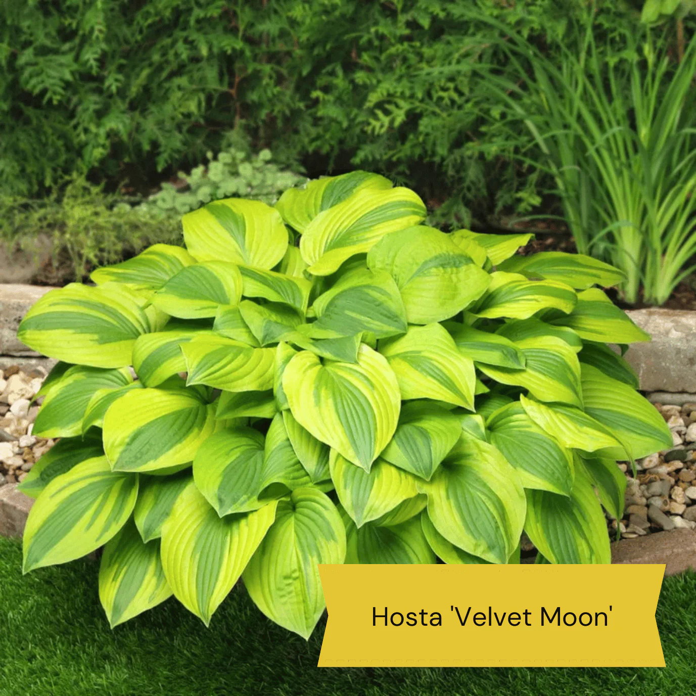 Easy to Grow Plants | Low Maintenance, Big on Colour - Image 9