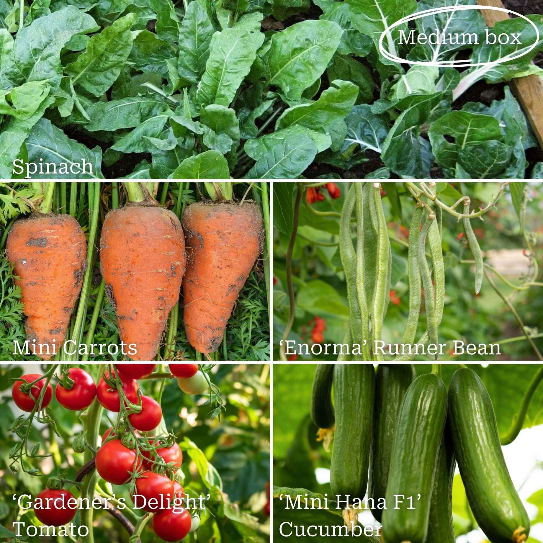 Beginner's Allotment in a Box | Easiest Vegetables Collection - Image 3