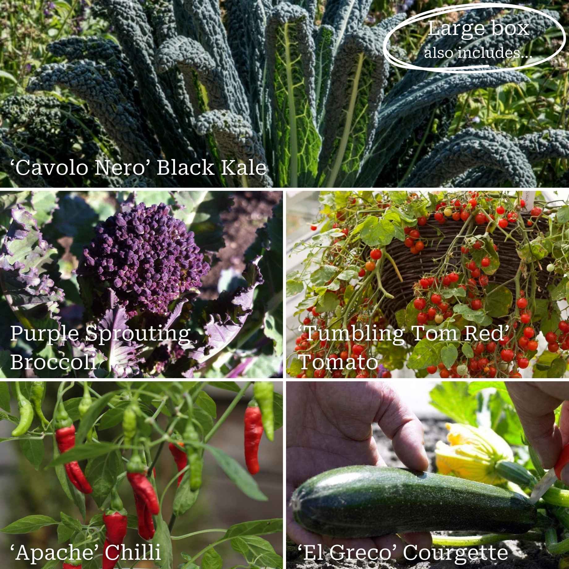 Beginner's Allotment in a Box | Easiest Vegetables Collection - Image 4