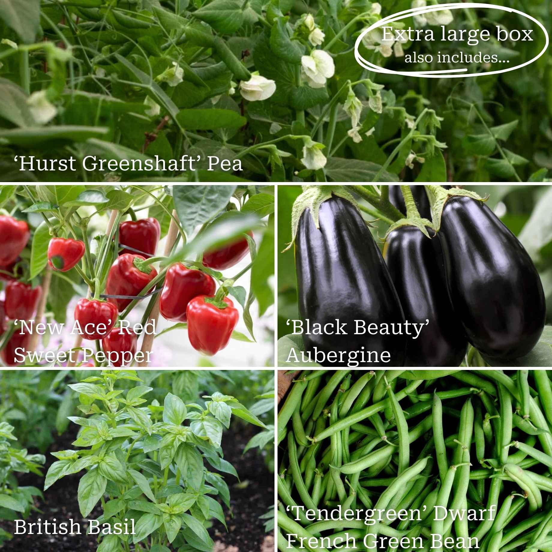 Beginner's Allotment in a Box | Easiest Vegetables Collection - Image 5