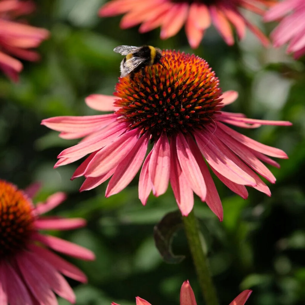 Echinacea 'Mooodz Satisfy' - Image 3