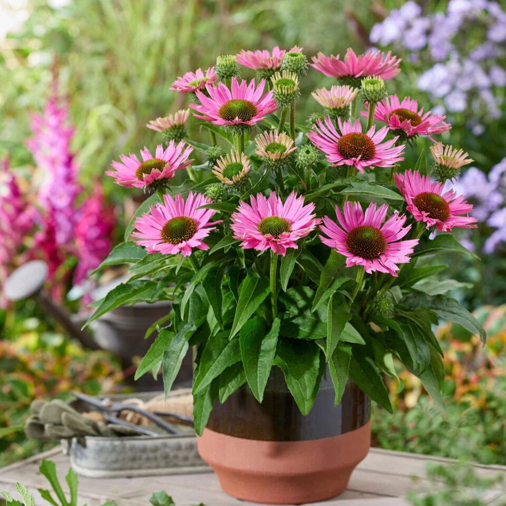 Echinacea 'SunSeekers Bubblelicious' - Image 2