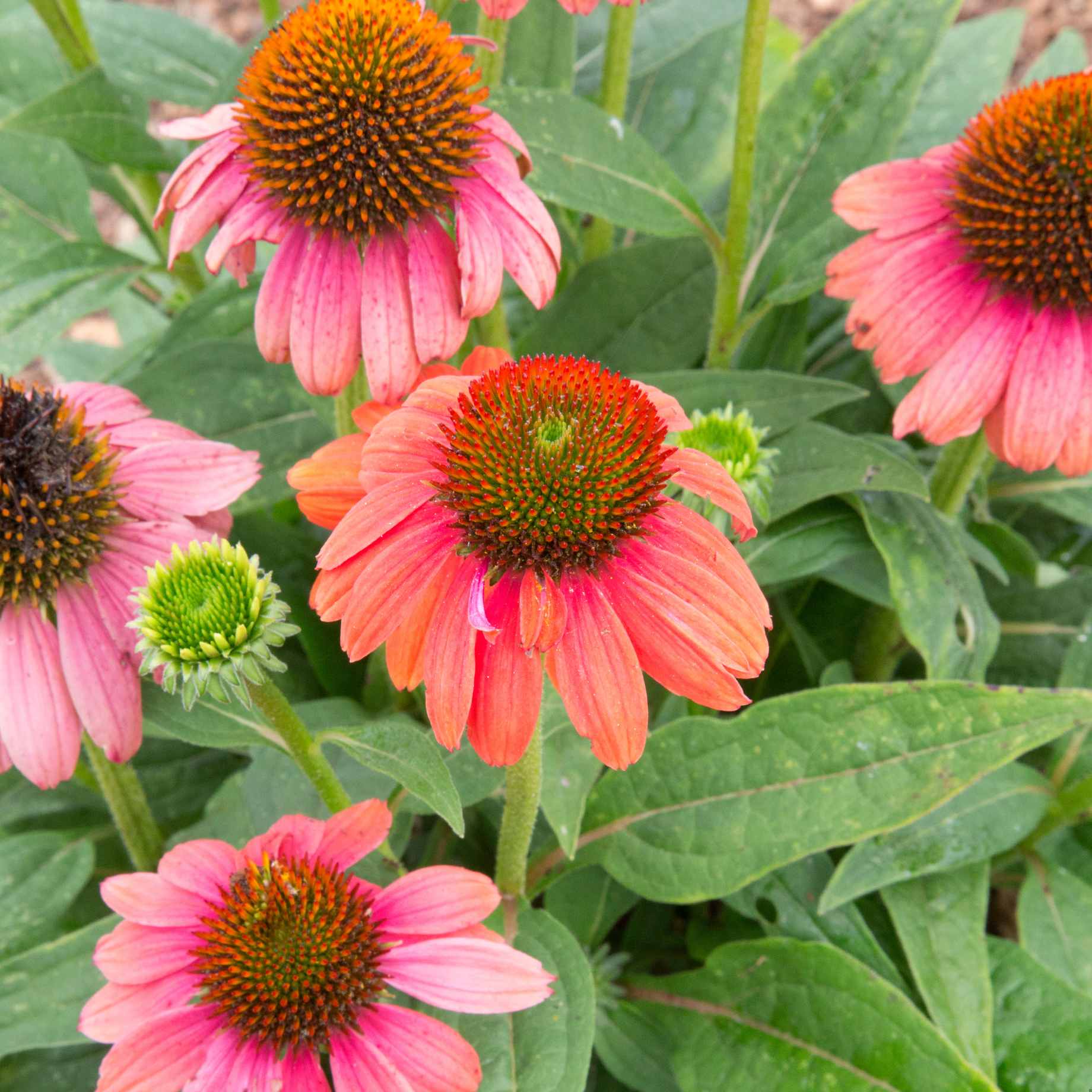Echinacea 'SunSeekers Coral'
