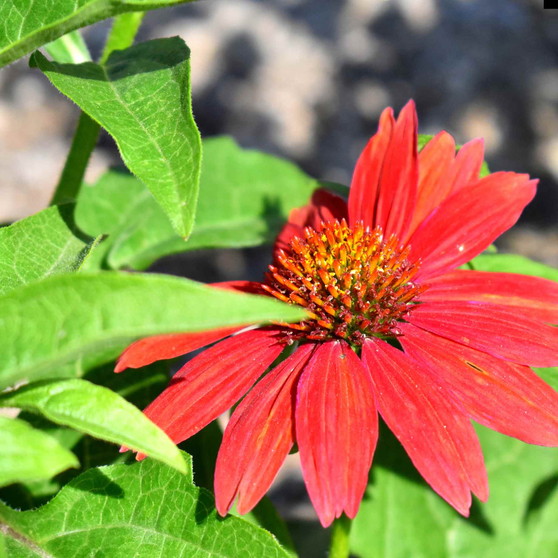 Echinacea 'SunSeekers Pomegranate'