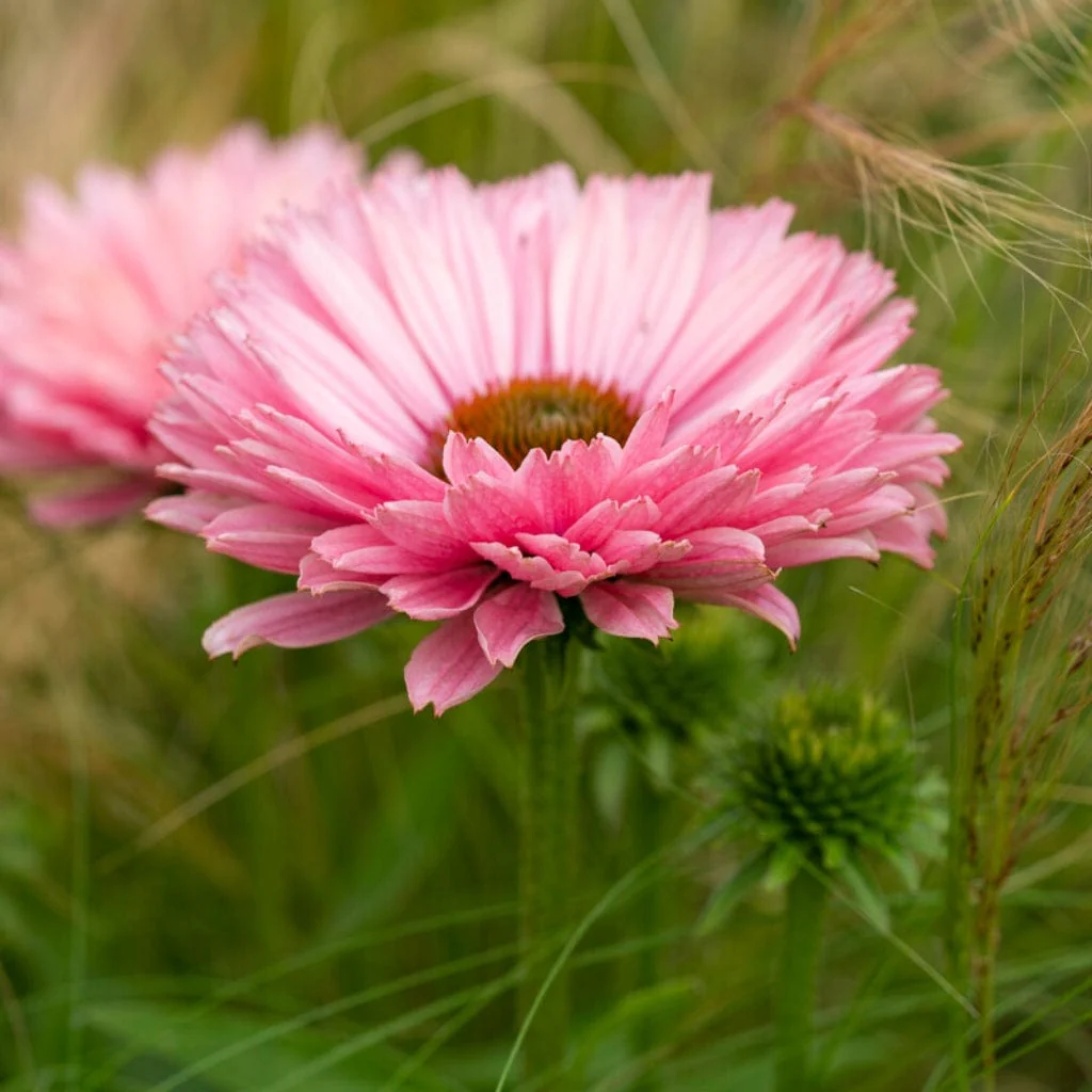 Echinacea 'SunSeekers Salmon'