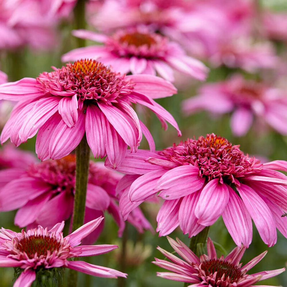 Echinacea 'SunSeekers Sweet Fuchsia'