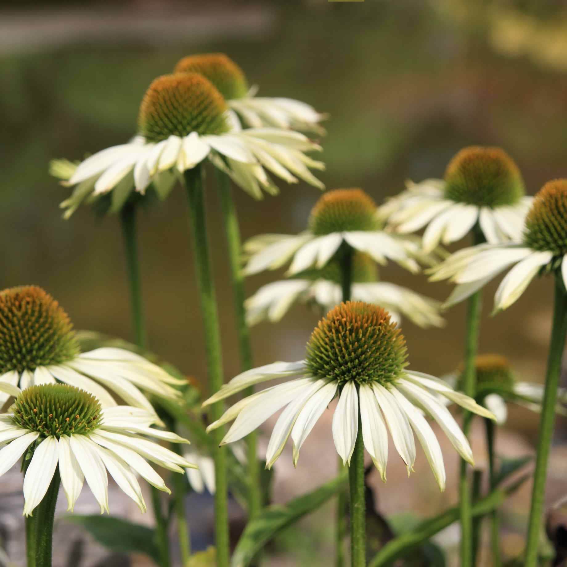 Echinacea 'White Meditation'