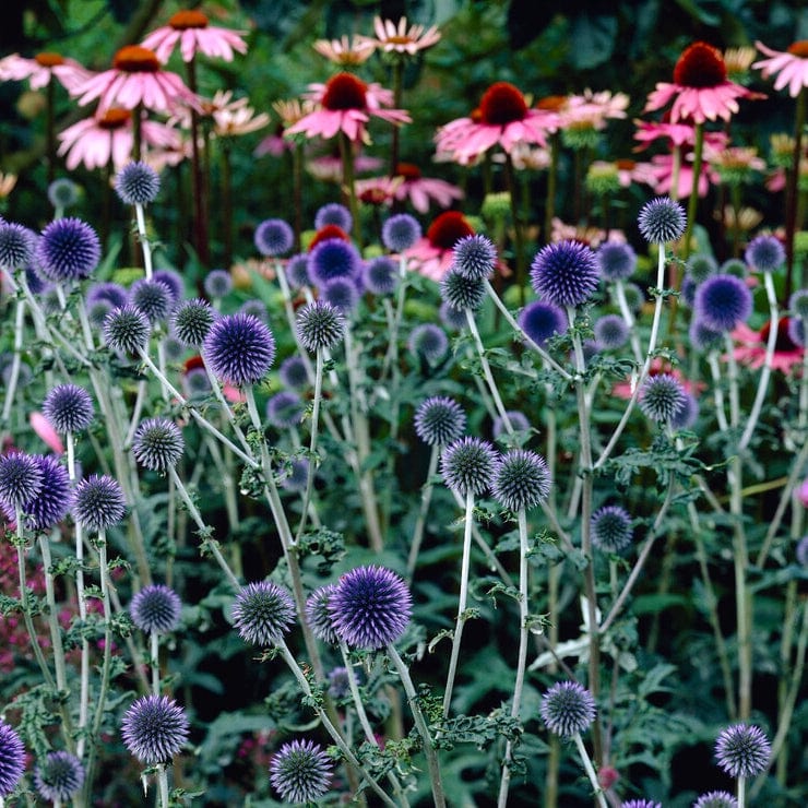 Echinops 'Taplow Blue'