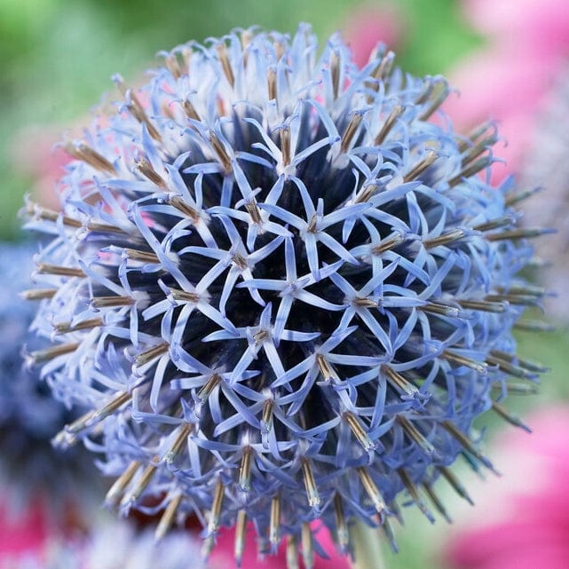 Echinops 'Taplow Blue' - Image 2