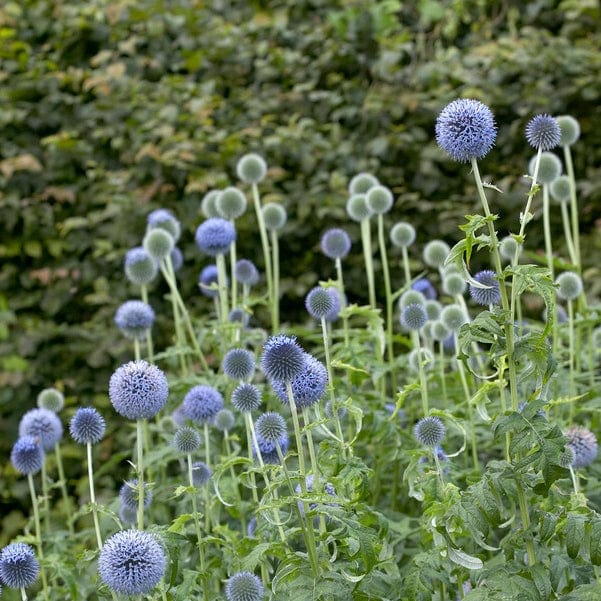 Echinops 'Taplow Blue' - Image 3