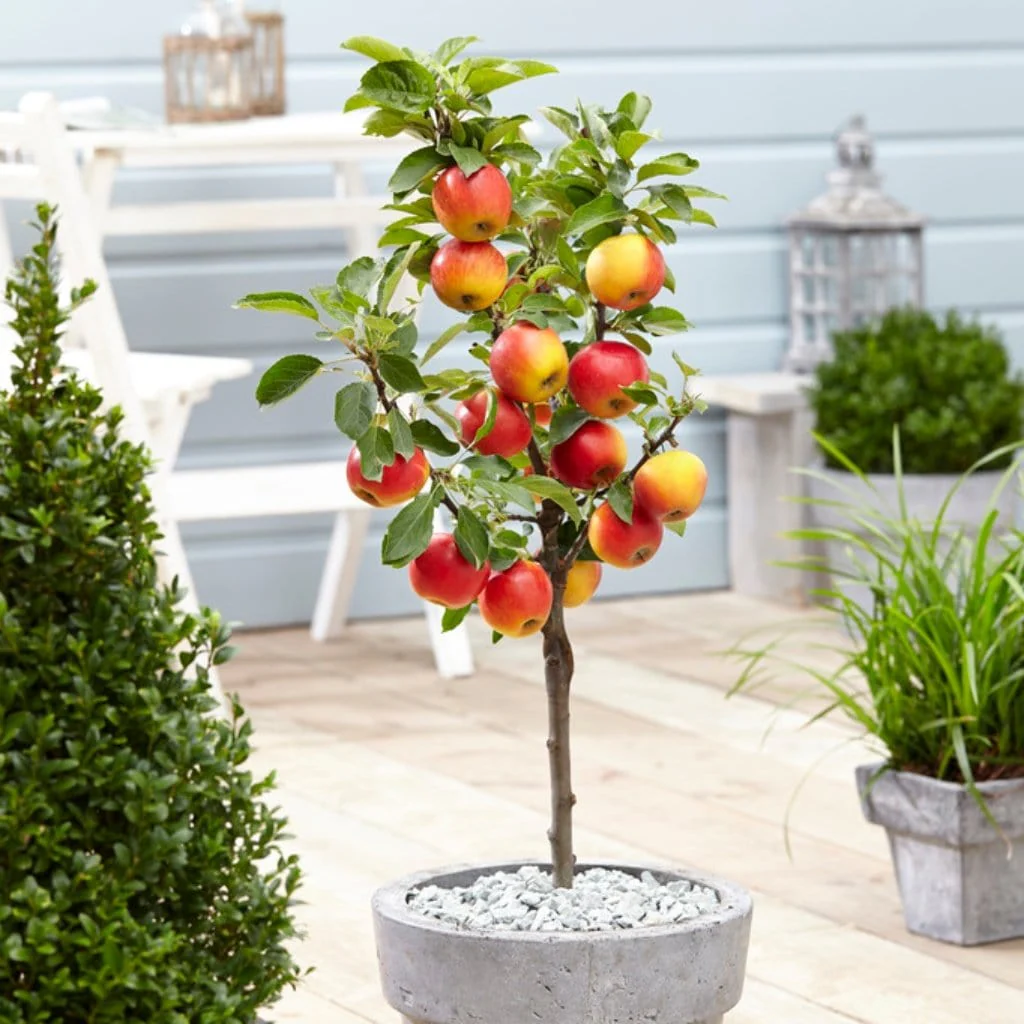 'Ecolette' Patio Apple Tree