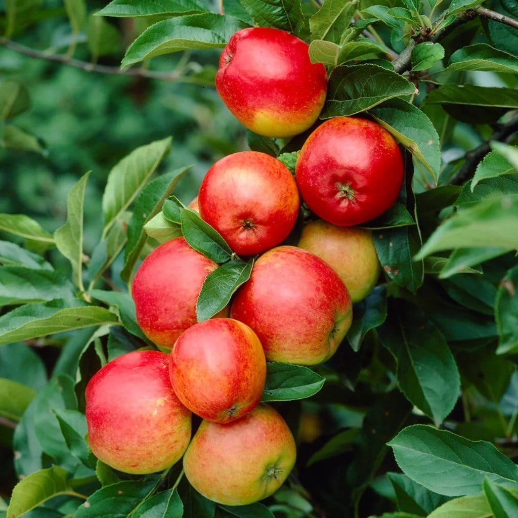 'Ecolette' Patio Apple Tree - Image 2