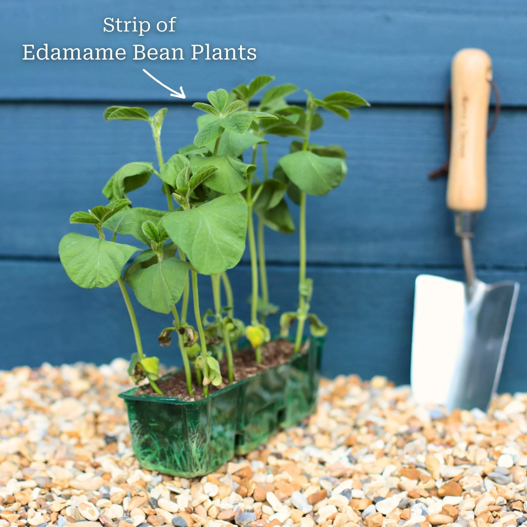'Summer Shell' Edamame Bean Plants - Image 4