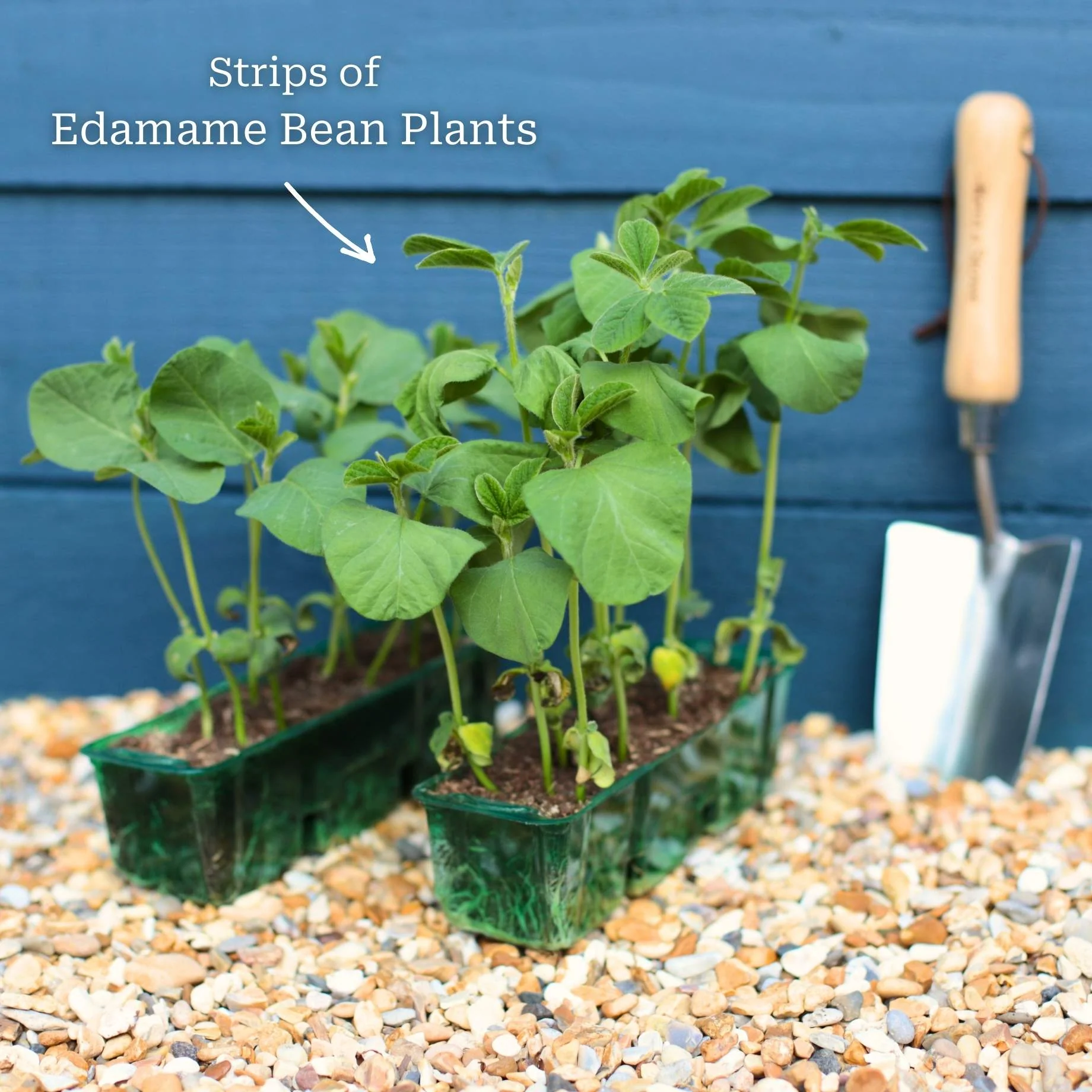 'Summer Shell' Edamame Bean Plants - Image 5