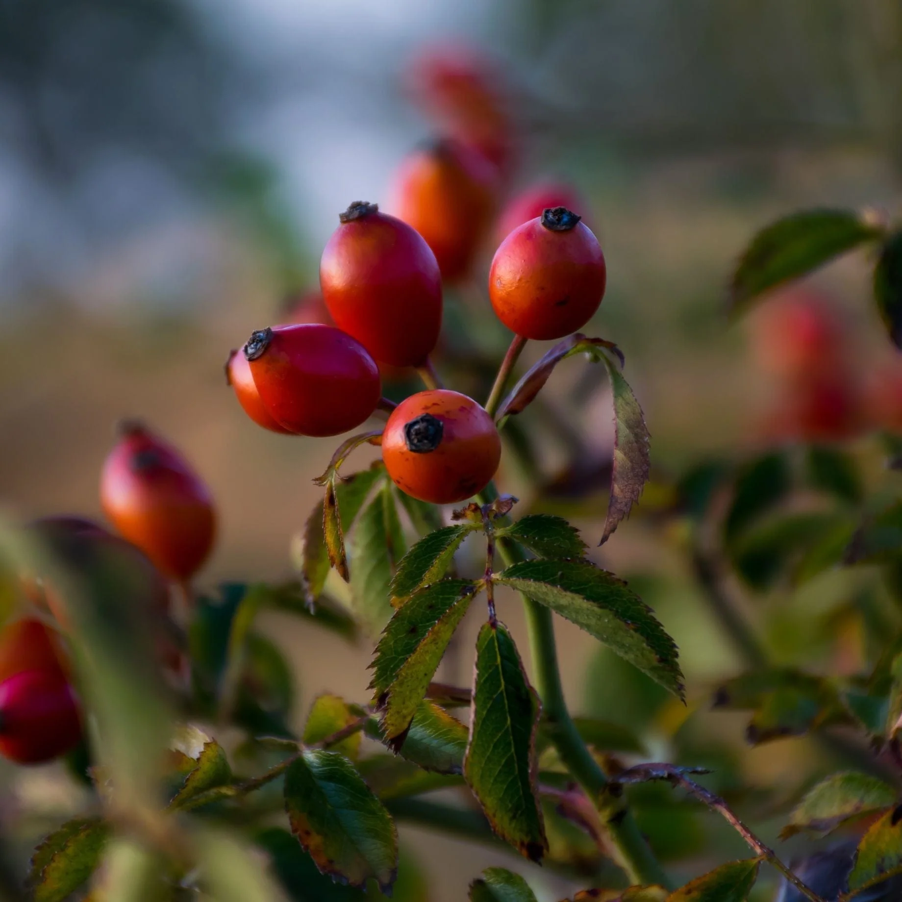 Eglantine Rose Hedging | Rosa rubiginosa - Image 5