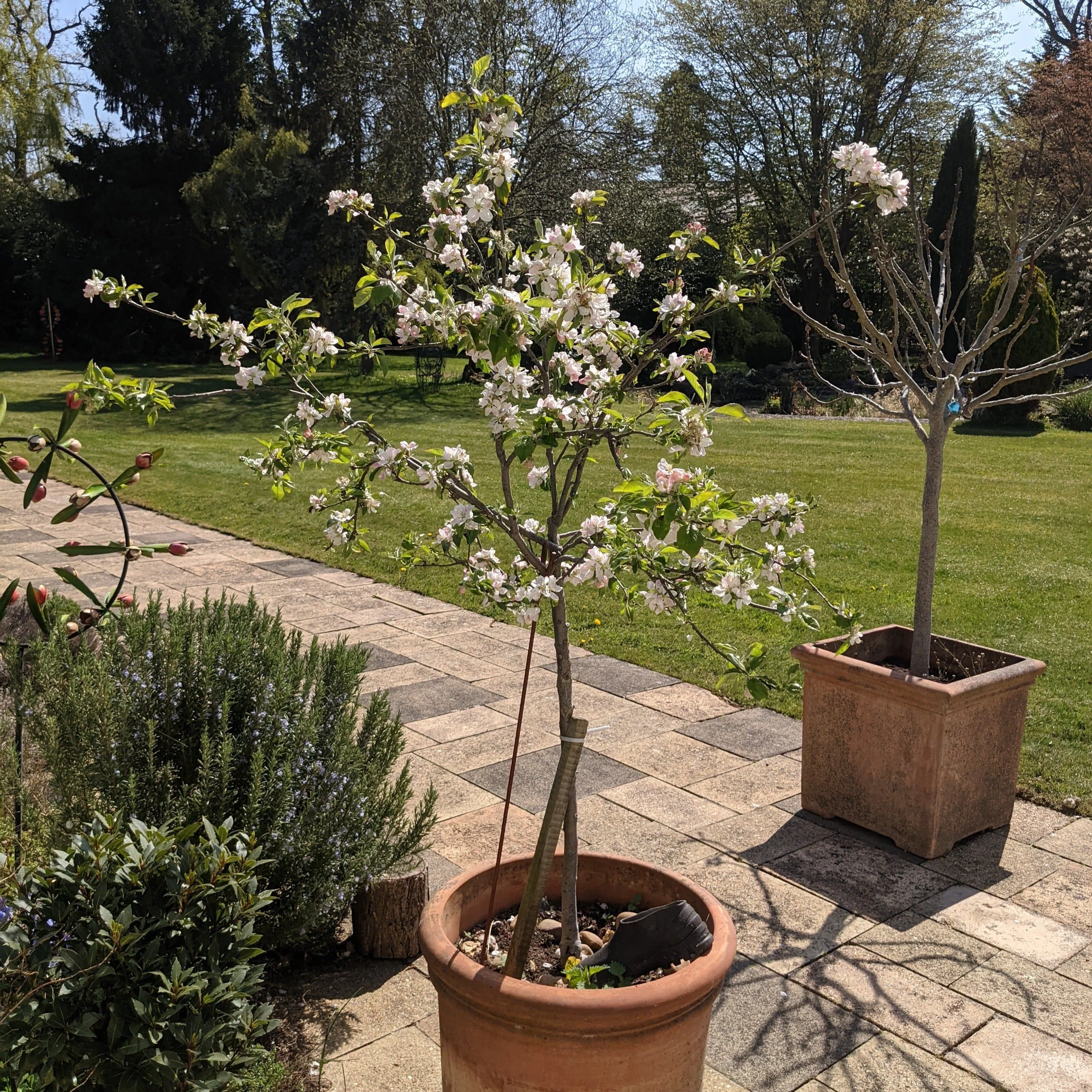 'Egremont Russet' Apple Tree - Image 3