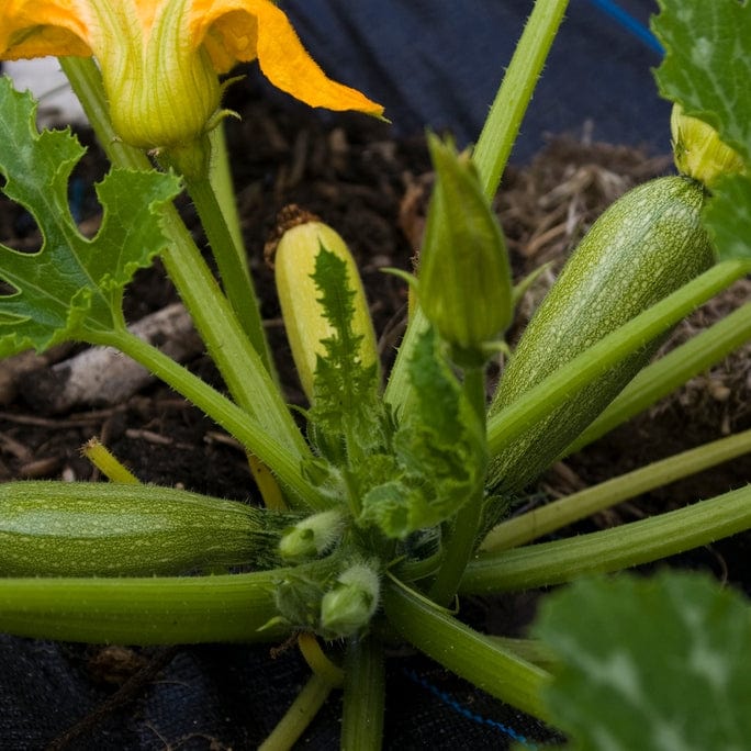 'El Greco' Courgette Plants - Image 5