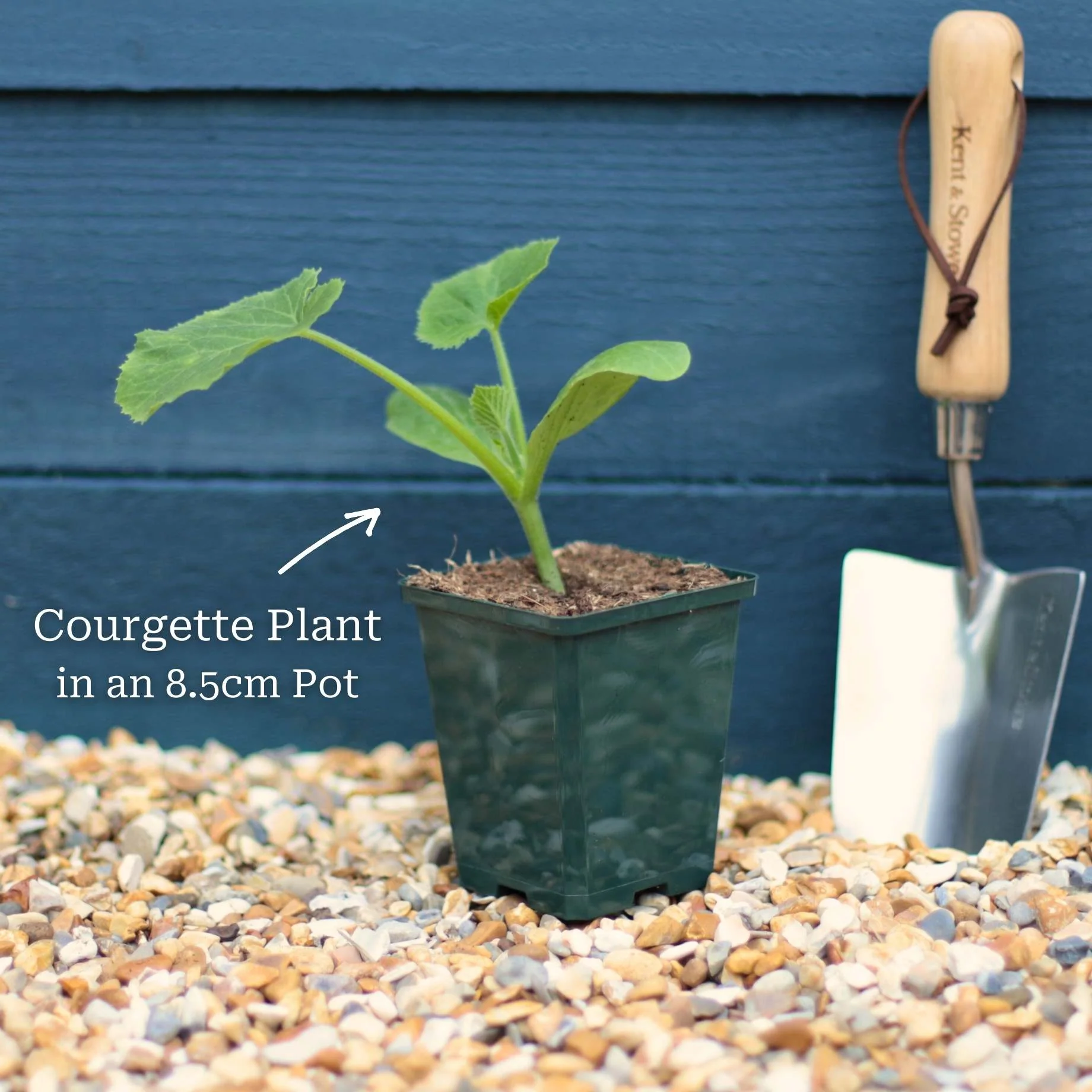 Gourmet Courgette Collection - Image 4