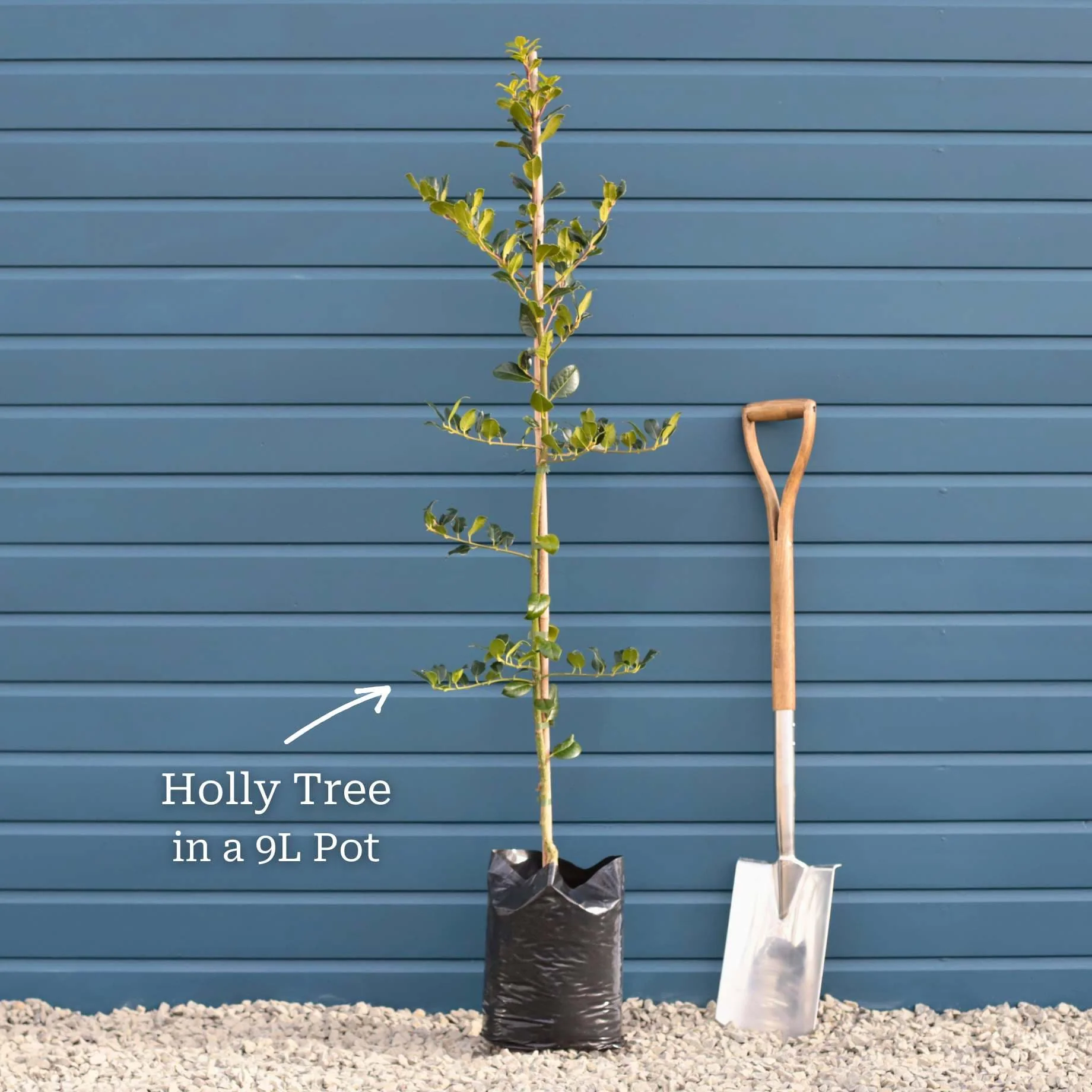 English Holly | Ilex aquifolium - Image 3
