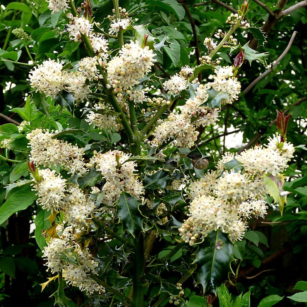 English Holly | Ilex aquifolium - Image 4