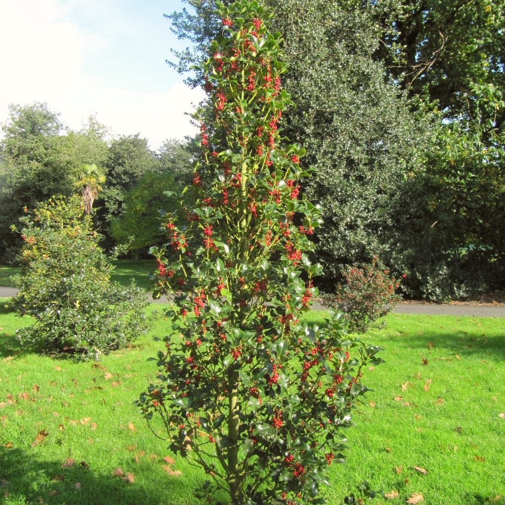 English Holly | Ilex aquifolium - Image 6