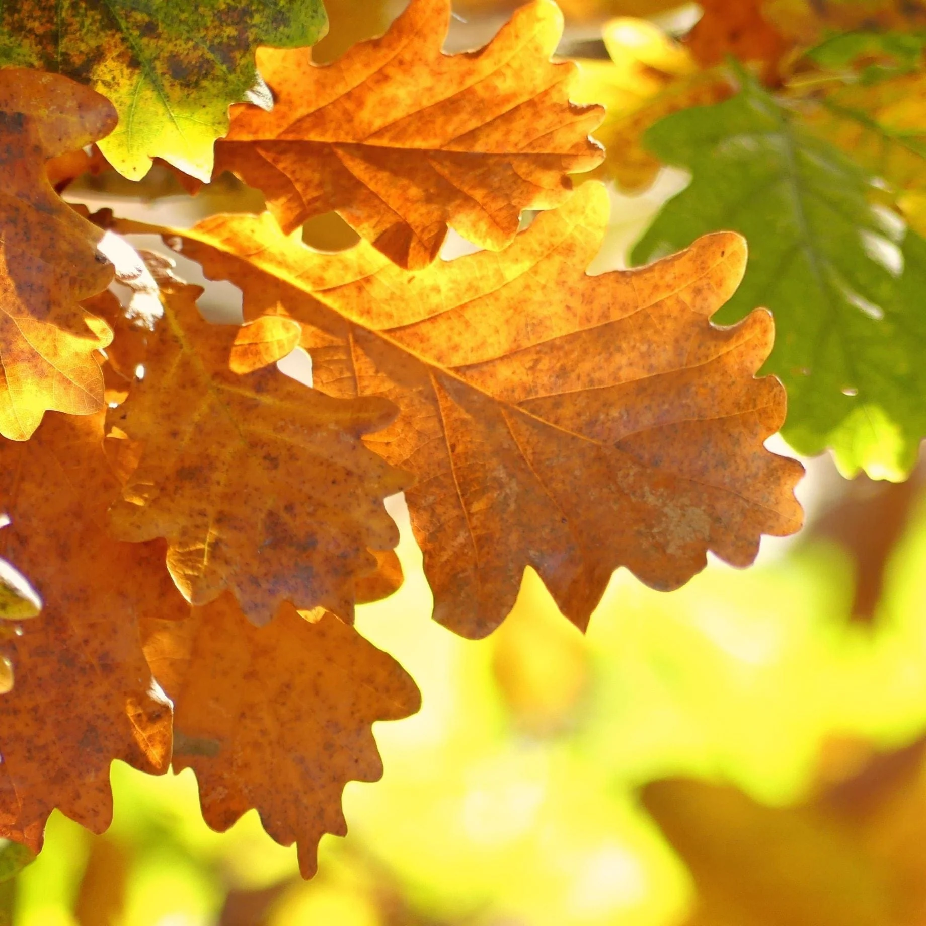 English Oak Hedging | Quercus robur - Image 3