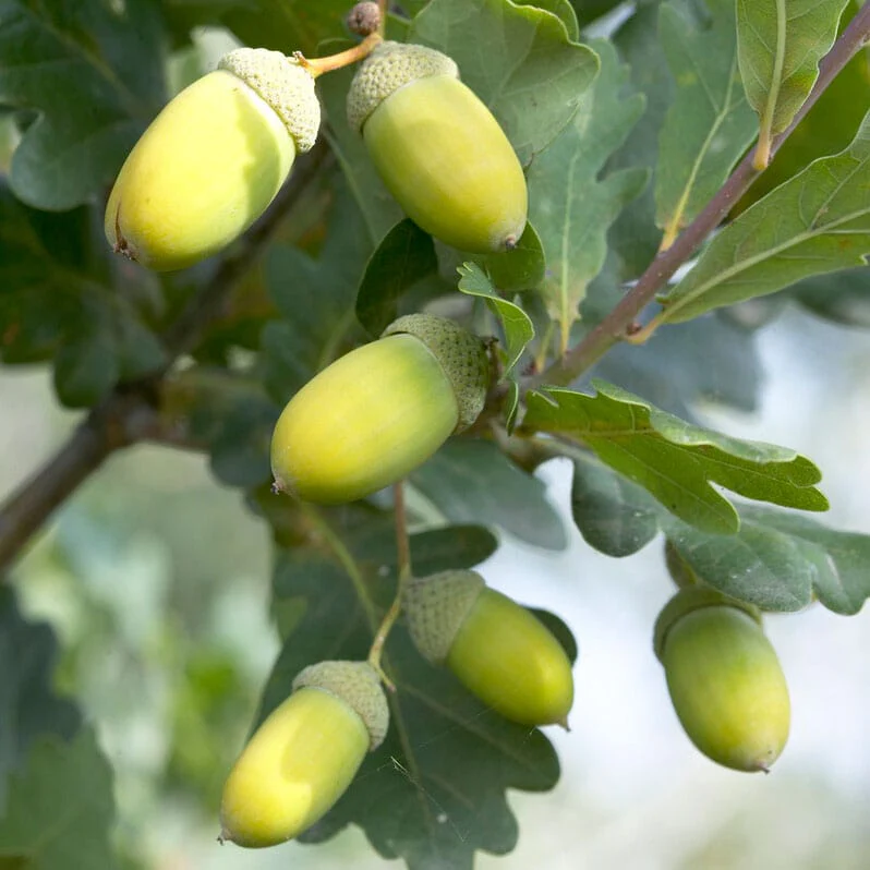 English Oak Hedging | Quercus robur - Image 4