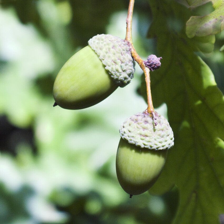 English Oak Tree | Quercus robur - Image 4
