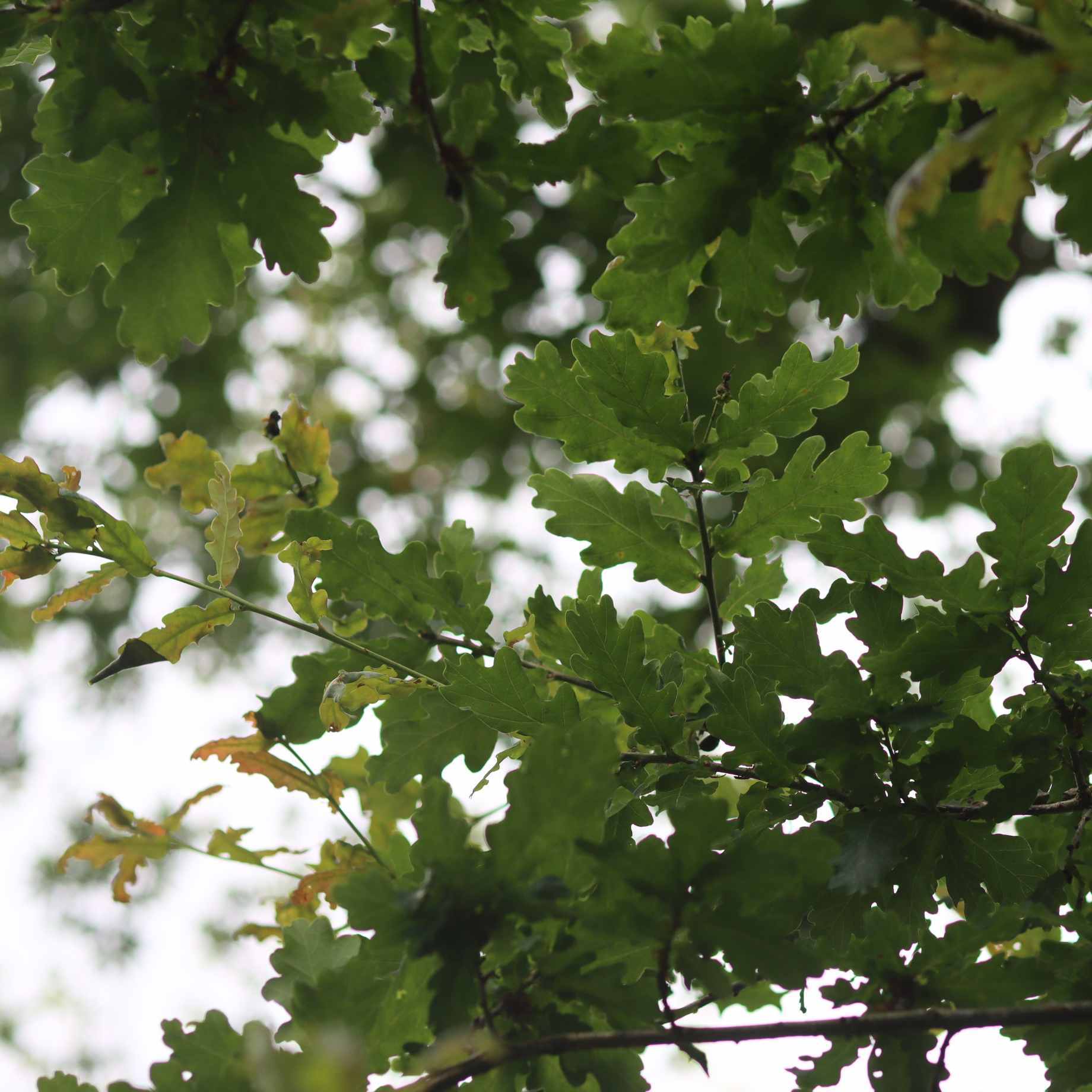 English Oak Tree | Quercus robur - Image 6
