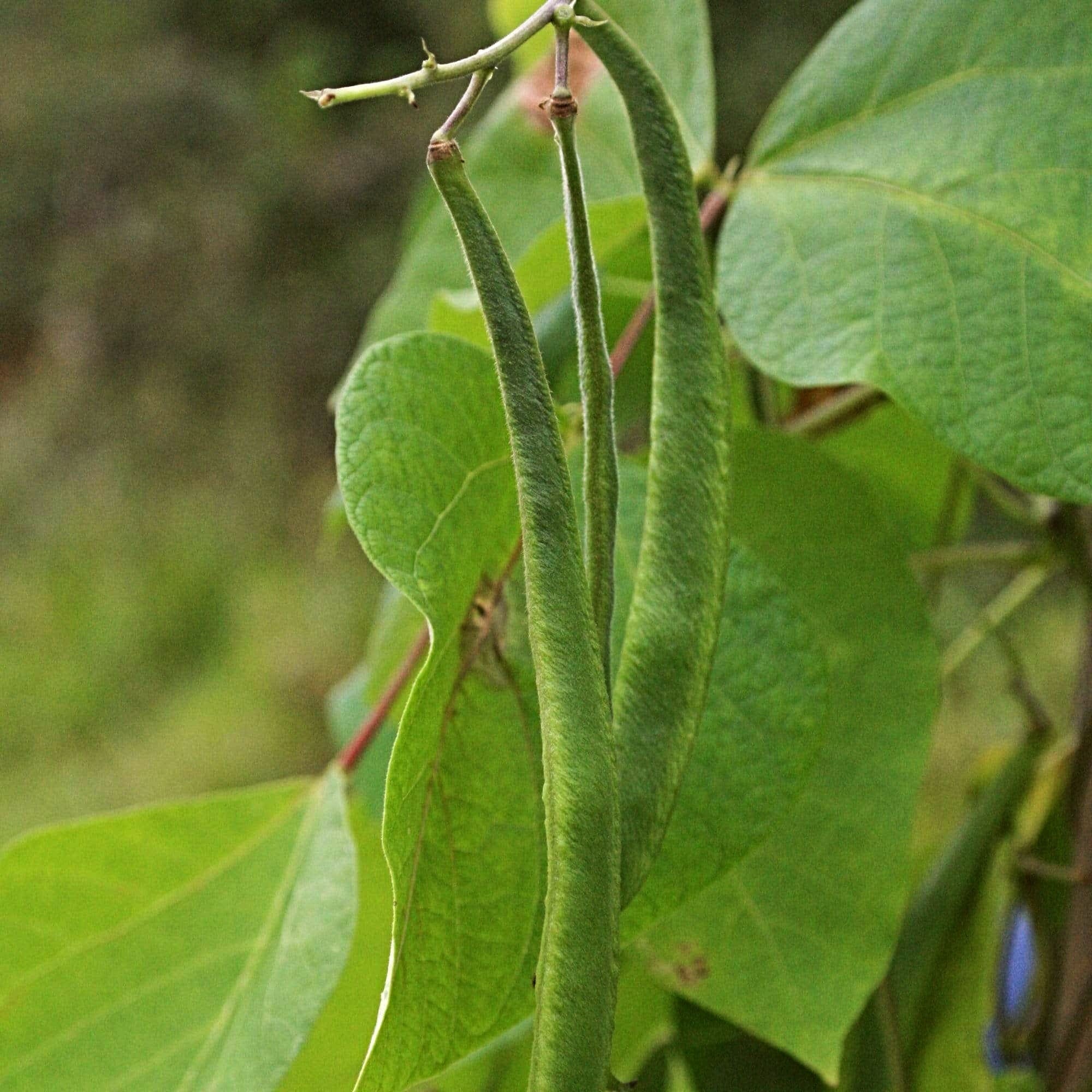 'Enorma' Runner Bean Plants - Image 4